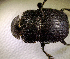  (Copris elphenoroides - MPALA-T3-ELE-35)  @11 [ ] CreativeCommons  Attribution Non-Commercial Share-Alike  (2024) Unspecified Princeton University