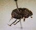  (Onthophagus dispar - MPALA-T3-ELE-57)  @11 [ ] CreativeCommons  Attribution Non-Commercial Share-Alike  (2024) Unspecified Princeton University