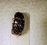  (Pharaphodius - SPEC#0047)  @11 [ ] CreativeCommons  Attribution Non-Commercial Share-Alike  (2024) Unspecified Princeton University