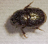  (Onthophagus sp.AGA8674 - SPEC#0158)  @11 [ ] CreativeCommons  Attribution Non-Commercial Share-Alike  (2024) Unspecified Princeton University