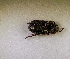  (Pogonobasis - SPEC#0166)  @11 [ ] CreativeCommons  Attribution Non-Commercial Share-Alike  (2024) Unspecified Princeton University