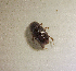  (Aphodius heynei - SPEC#0229)  @11 [ ] CreativeCommons  Attribution Non-Commercial Share-Alike  (2024) Unspecified Princeton University