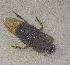  ( - SPEC#0291)  @11 [ ] CreativeCommons  Attribution Non-Commercial Share-Alike  (2024) Unspecified Princeton University