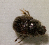  (Onthophagus rugulipennis - SPEC#0368)  @11 [ ] CreativeCommons  Attribution Non-Commercial Share-Alike  (2024) Unspecified Princeton University