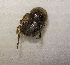  (Onthophagus sp.AFX6982 - SPEC#0376)  @11 [ ] CreativeCommons  Attribution Non-Commercial Share-Alike  (2024) Unspecified Princeton University