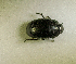  (Zophosis sp. AFX3538 - SPEC#0543)  @11 [ ] CreativeCommons  Attribution Non-Commercial Share-Alike  (2024) Unspecified Princeton University