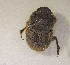  (Onthophagus sp.AGA8670 - SPEC#0566)  @11 [ ] CreativeCommons  Attribution Non-Commercial Share-Alike  (2024) Unspecified Princeton University