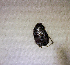  (Trochalus sp. AFX3659 - SPEC#0876)  @11 [ ] CreativeCommons  Attribution Non-Commercial Share-Alike  (2024) Unspecified Princeton University