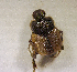  (Onthophagus bidens - SPEC#0898)  @11 [ ] CreativeCommons  Attribution Non-Commercial Share-Alike  (2024) Unspecified Princeton University