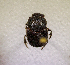  (Onthophagus sinuosicollis - SPEC#1003)  @11 [ ] CreativeCommons  Attribution Non-Commercial Share-Alike  (2024) Unspecified Princeton University