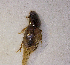  ( - SPEC#1061)  @11 [ ] CreativeCommons  Attribution Non-Commercial Share-Alike  (2024) Unspecified Princeton University