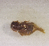  (Aphodius peringueyi - SPEC#1151)  @11 [ ] CreativeCommons  Attribution Non-Commercial Share-Alike  (2024) Unspecified Princeton University