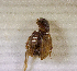  (Aphodiinae sp.AFX9206 - SPEC#1348)  @11 [ ] CreativeCommons  Attribution Non-Commercial Share-Alike  (2024) Unspecified Princeton University