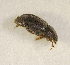  (Aphodius sp.AFX5201 - SPEC#1573)  @11 [ ] CreativeCommons  Attribution Non-Commercial Share-Alike  (2024) Unspecified Princeton University