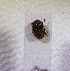  (Onthophagus pullus - SPEC#1581)  @11 [ ] CreativeCommons  Attribution Non-Commercial Share-Alike  (2024) Unspecified Princeton University