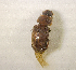  (Trichaphodioides - SPEC#1695)  @11 [ ] CreativeCommons  Attribution Non-Commercial Share-Alike  (2024) Unspecified Princeton University