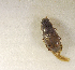  (Aphodius sp.AGA9207 - SPEC#1957)  @11 [ ] CreativeCommons  Attribution Non-Commercial Share-Alike  (2024) Unspecified Princeton University
