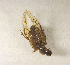 (Aphodius sp.AFX9215 - SPEC#2157)  @11 [ ] CreativeCommons  Attribution Non-Commercial Share-Alike  (2024) Unspecified Princeton University