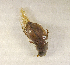  (Aphodius sp.AGA5685 - SPEC#2518)  @11 [ ] CreativeCommons  Attribution Non-Commercial Share-Alike  (2024) Unspecified Princeton University