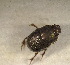  (Onthophagus sp.ADV4499 - SPEC#2741)  @11 [ ] CreativeCommons  Attribution Non-Commercial Share-Alike  (2024) Unspecified Princeton University