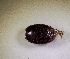  (Histeridae sp. AFX6989 - SPEC#3108)  @11 [ ] CreativeCommons  Attribution Non-Commercial Share-Alike  (2024) Unspecified Princeton University