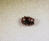  (Histeridae sp. AFX5276 - SPEC#3147)  @11 [ ] CreativeCommons  Attribution Non-Commercial Share-Alike  (2024) Unspecified Princeton University