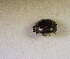  (Histeridae sp. AFX5251 - SPEC#3166)  @11 [ ] CreativeCommons  Attribution Non-Commercial Share-Alike  (2024) Unspecified Princeton University