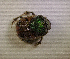  (Onthophagus bellus - SPEC#3340)  @11 [ ] CreativeCommons  Attribution Non-Commercial Share-Alike  (2024) Unspecified Princeton University