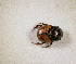  (Onthophagus sp.AFX6980 - SPEC#3341)  @11 [ ] CreativeCommons  Attribution Non-Commercial Share-Alike  (2024) Unspecified Princeton University