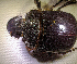  (Heliocopris sp.AFY6902 - SPEC#3788)  @11 [ ] CreativeCommons  Attribution Non-Commercial Share-Alike  (2024) Unspecified Princeton University