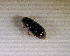  (Aphodiinae sp.AGA5693 - SPEC#3838)  @11 [ ] CreativeCommons  Attribution Non-Commercial Share-Alike  (2024) Unspecified Princeton University