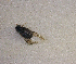  ( - SPEC#4006)  @11 [ ] CreativeCommons  Attribution Non-Commercial Share-Alike  (2024) Unspecified Princeton University