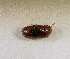  (Amblyopus marginatus - SPEC#4720)  @11 [ ] CreativeCommons  Attribution Non-Commercial Share-Alike  (2024) Unspecified Princeton University