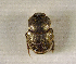  (Onthophagus sp.AFX7014 - SPEC#4728)  @11 [ ] CreativeCommons  Attribution Non-Commercial Share-Alike  (2024) Unspecified Princeton University