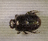  (Onthophagus arcifer - SPEC#4741)  @11 [ ] CreativeCommons  Attribution Non-Commercial Share-Alike  (2024) Unspecified Princeton University