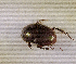  (Onthophagus sp.AFX6995 - SPEC#4767)  @11 [ ] CreativeCommons  Attribution Non-Commercial Share-Alike  (2024) Unspecified Princeton University