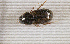  (Aphodiinae sp.AGA5675 - SPEC#4796)  @11 [ ] CreativeCommons  Attribution Non-Commercial Share-Alike  (2024) Unspecified Princeton University