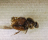  ( - SPEC#4894)  @11 [ ] CreativeCommons  Attribution Non-Commercial Share-Alike  (2024) Unspecified Princeton University