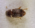  (Aphodius angustatus - SPEC#5041)  @11 [ ] CreativeCommons  Attribution Non-Commercial Share-Alike  (2024) Unspecified Princeton University