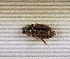  (Aphodius sp.AFX6607 - SPEC#5385)  @11 [ ] CreativeCommons  Attribution Non-Commercial Share-Alike  (2024) Unspecified Princeton University