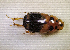 (Adeloparius nobilis - SPEC#5571)  @11 [ ] CreativeCommons  Attribution Non-Commercial Share-Alike  (2024) Unspecified Princeton University
