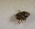  (Onthophagus sp.AFX6997 - SPEC#5772)  @11 [ ] CreativeCommons  Attribution Non-Commercial Share-Alike  (2024) Unspecified Princeton University