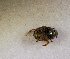  (Onthophagus sp.AFX7005 - SPEC#6016)  @11 [ ] CreativeCommons  Attribution Non-Commercial Share-Alike  (2024) Unspecified Princeton University