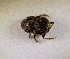  (Onthophagus omostigma - SPEC#6078)  @11 [ ] CreativeCommons  Attribution Non-Commercial Share-Alike  (2024) Unspecified Princeton University