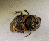  (Onthophagus comatulus - SPEC#6137)  @11 [ ] CreativeCommons  Attribution Non-Commercial Share-Alike  (2024) Unspecified Princeton University