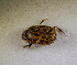  ( - SPEC#6141)  @11 [ ] CreativeCommons  Attribution Non-Commercial Share-Alike  (2024) Unspecified Princeton University