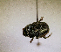  (Onthophagus carbonarius - SPEC#6160)  @11 [ ] CreativeCommons  Attribution Non-Commercial Share-Alike  (2024) Unspecified Princeton University