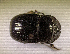  (Copris orphanus - SPEC#6216)  @11 [ ] CreativeCommons  Attribution Non-Commercial Share-Alike  (2024) Unspecified Princeton University