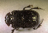  (Copris evanidus - SPEC#6246)  @11 [ ] CreativeCommons  Attribution Non-Commercial Share-Alike  (2024) Unspecified Princeton University