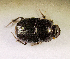  (Onthophagus atevimus - SPEC#6257)  @11 [ ] CreativeCommons  Attribution Non-Commercial Share-Alike  (2024) Unspecified Princeton University